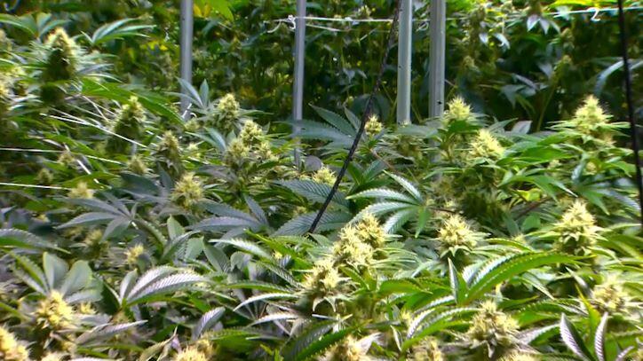 Law Enforcement Anticipates an Increase in Maryland Cannabis Sales